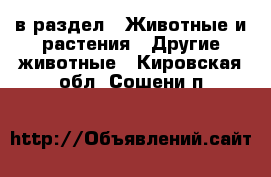  в раздел : Животные и растения » Другие животные . Кировская обл.,Сошени п.